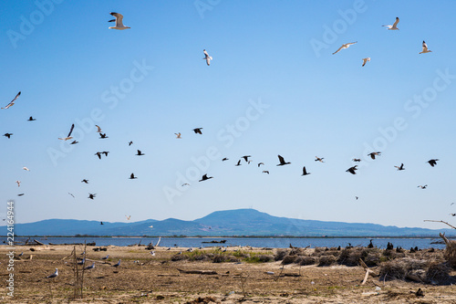Black and white sea birds flying over a small island in Evros, Greece