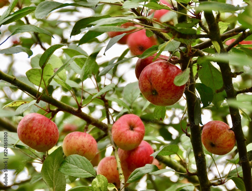 Obraz premium Autumn Bounty