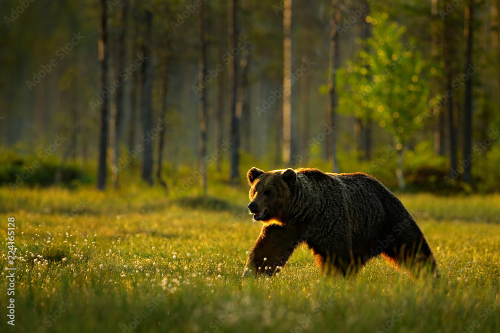 Morning light with big brown bear walking around lake in the morning light. Dangerous animal in nature forest and meadow habitat. Wildlife scene from Finland near Russian border.