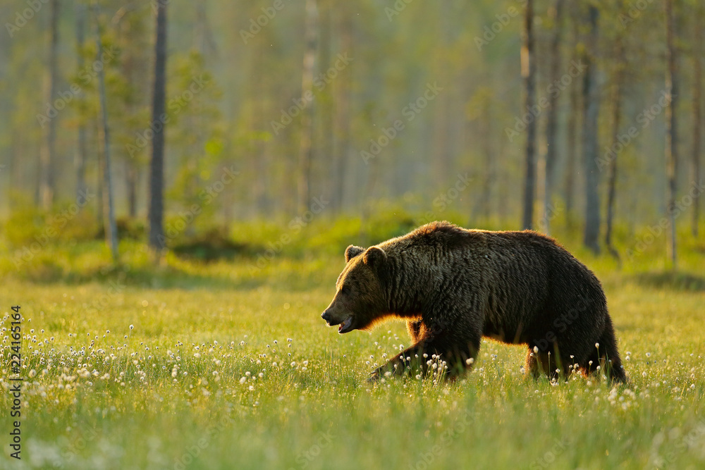 Morning light with big brown bear walking around lake in the morning light. Dangerous animal in nature forest and meadow habitat. Wildlife scene from Finland near Russian border. Morning light with big brown bear walking around lake in the morning light. Dangerous animal in nature forest and meadow habitat. Wildlife scene from Finland near Russian border.