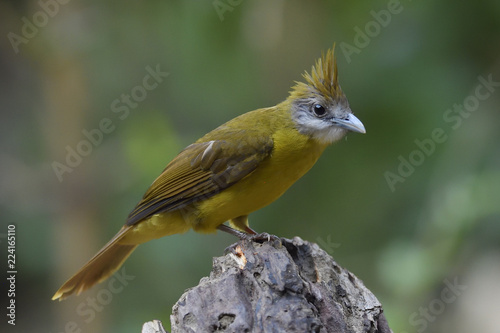 Puff throated Bulbul bird