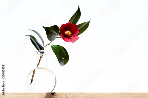 Camellia photo