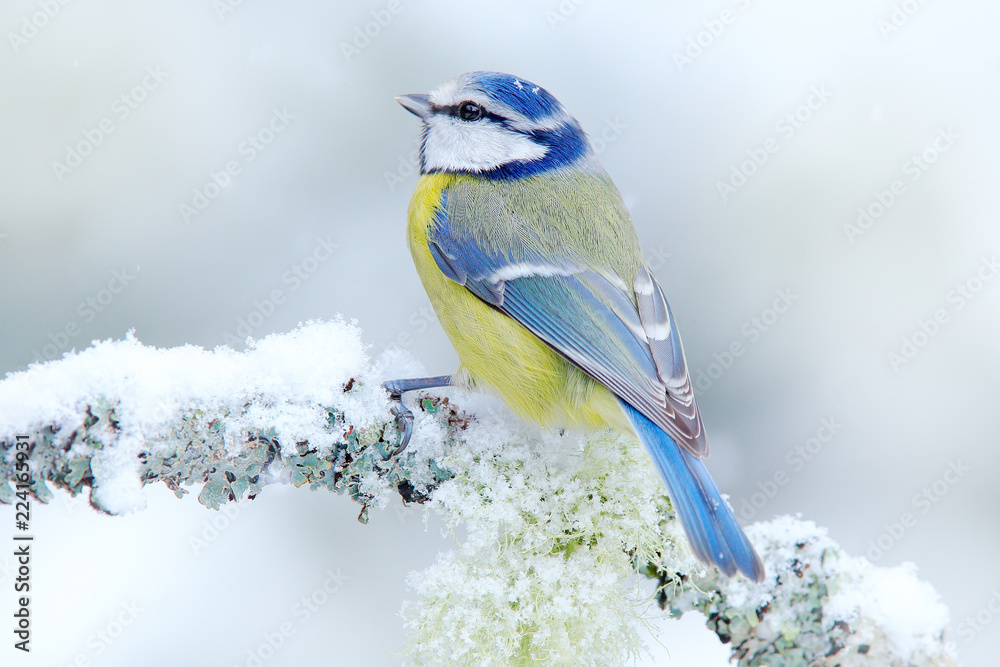 Naklejka premium Ptak Modraszka w lesie, płatki śniegu i ładny oddział porostów. Scena przyrody z natury. Szczegółowy portret piękny ptak, Francja, Europa. Pierwszy śnieg w przyrodzie. Śnieżna zima z ślicznym ptakiem śpiewającym.