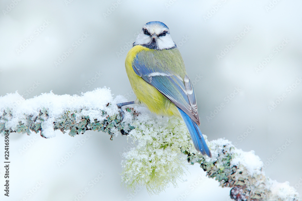 Fototapeta premium Pierwszy śnieg w przyrodzie. Śnieżna zima z ślicznym ptakiem. Modraszka zwyczajna w lesie, płatkach śniegu i ładnej gałęzi porostów. Scena dzikiej przyrody z natury. Szczegółowy portret pięknego ptaka, Niemcy, Europa.