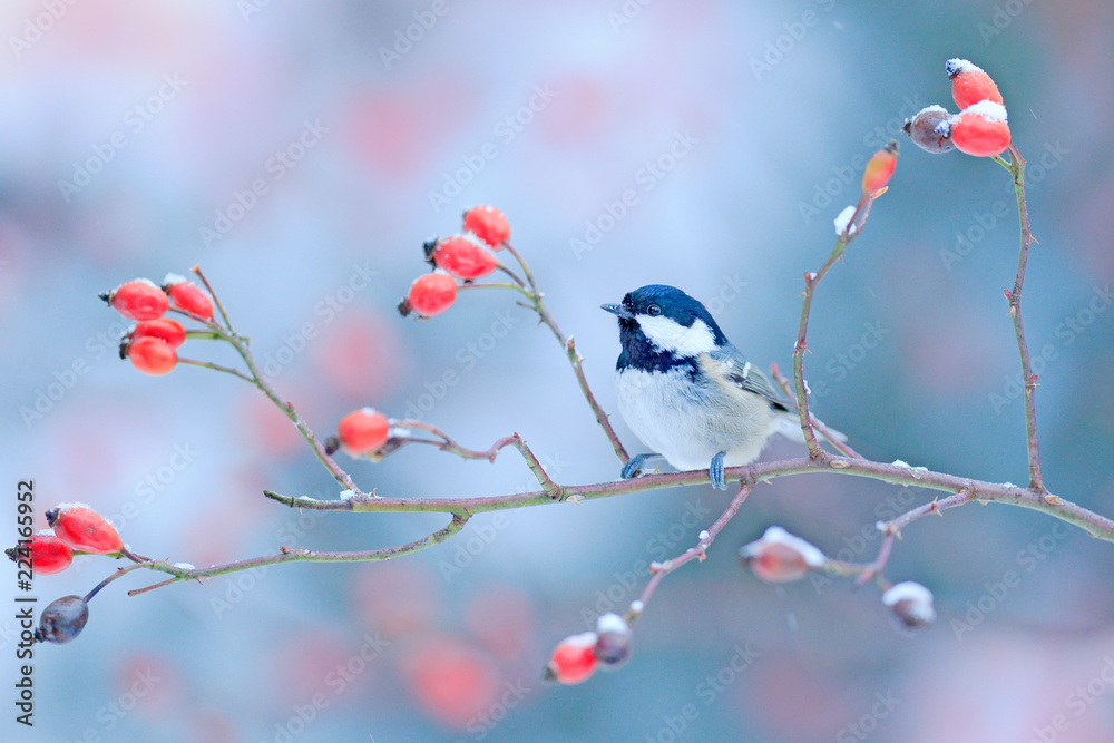 Obraz premium Sikora węglowa na gałęzi śnieżnej dzikiej czerwonej róży. Zimny poranek w przyrodzie. Songbird w środowisku naturalnym. Scena dzikiej przyrody z zimowego lasu, Niemcy, Europa. Ptak w środowisku.