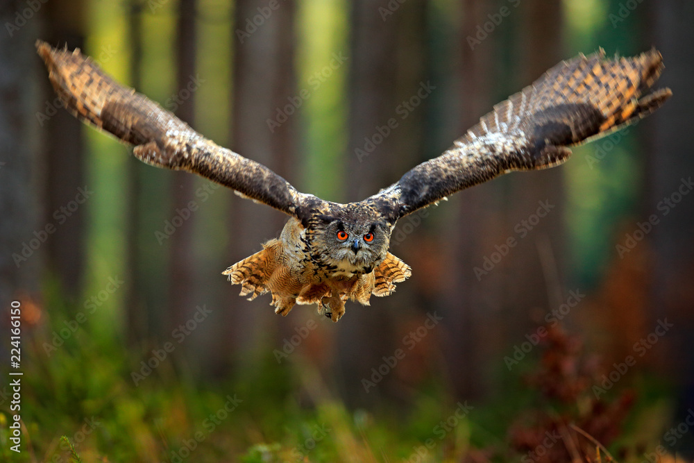 Obraz premium Latająca eurazjatycka sowa z otwartymi skrzydłami, akcja przyrody scena od natury, Niemcy. Ciemny las z ptakiem. Sowa w siedlisku lasu, pień drzewa. Ptak w siedlisku lasu.