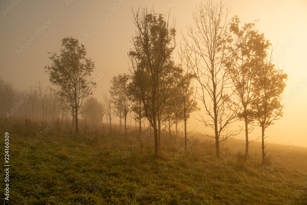 Misty trees on a field sunrise