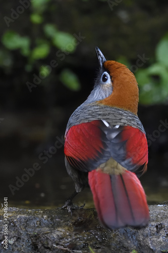 Red-tailed Laughingthrush bird