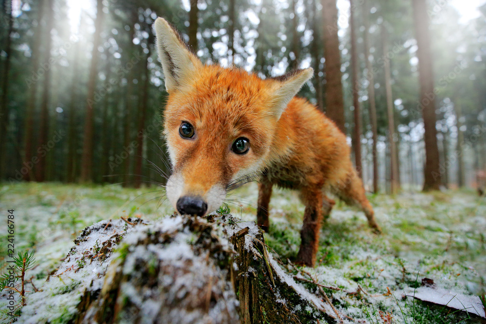 red fox habitat