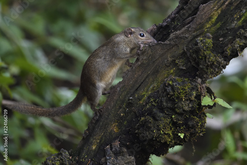 Northern Tree Shrew photo