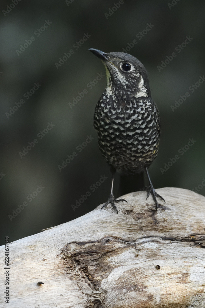 Chestnut-bellied Rock Thrush