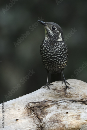 Chestnut-bellied Rock Thrush photo