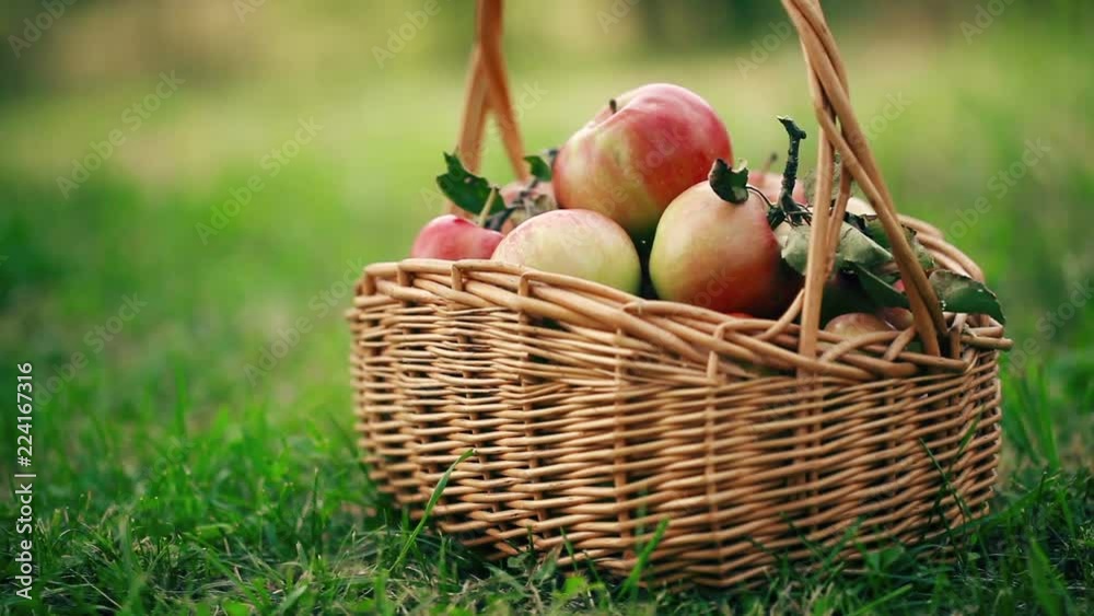 Freshly harvested Apples. Apples in grass Freshly harvested Apples. Apples in grass
