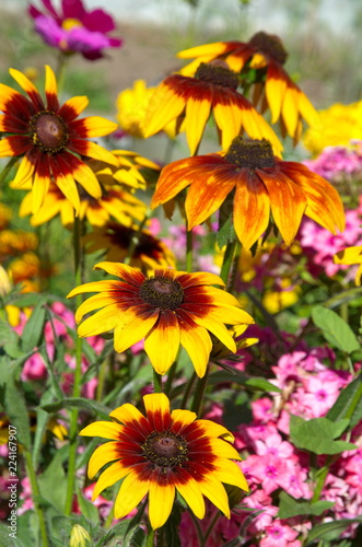 Blooming Rudbeckiа in the summer garden photo