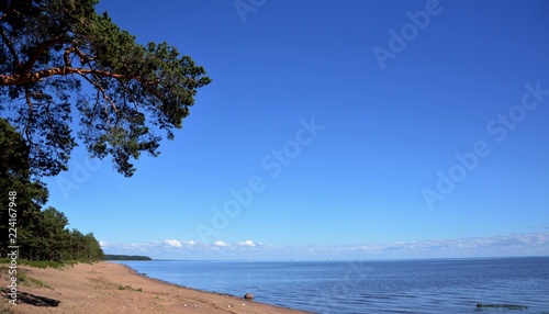 Baltic sea coast. Summer, pine