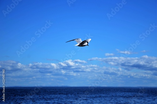 Seagull over the sea