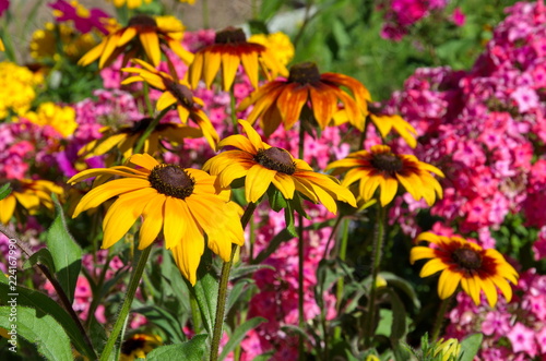 Bright Rudbeckiа flower blooms in the summer garden photo