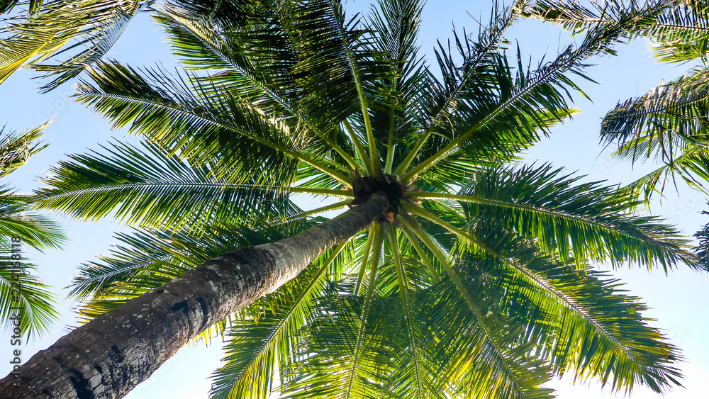 Fototapeta premium Palm trees on a blue sky view from the bottom, Maldives.