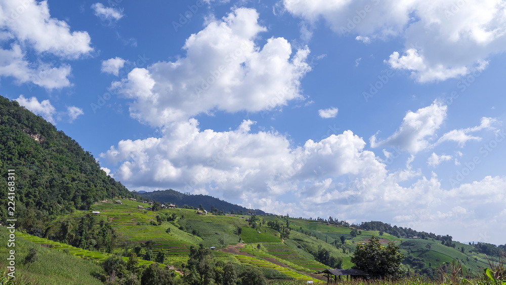 White cloud over Paddy field 1