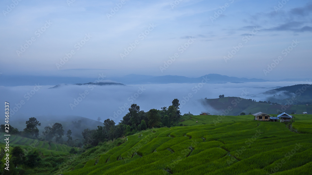 Fototapeta premium Misty over Paddy field 2