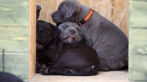 Little cute dog. American Bulli xl