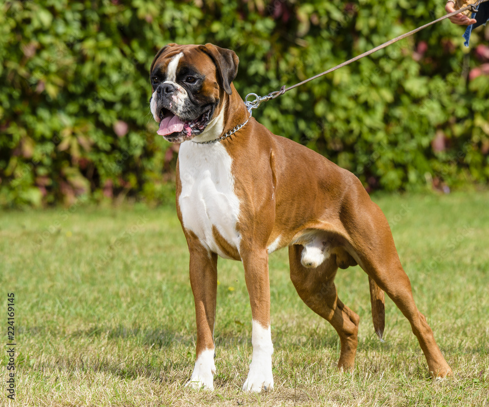 boxer dog boxer dog