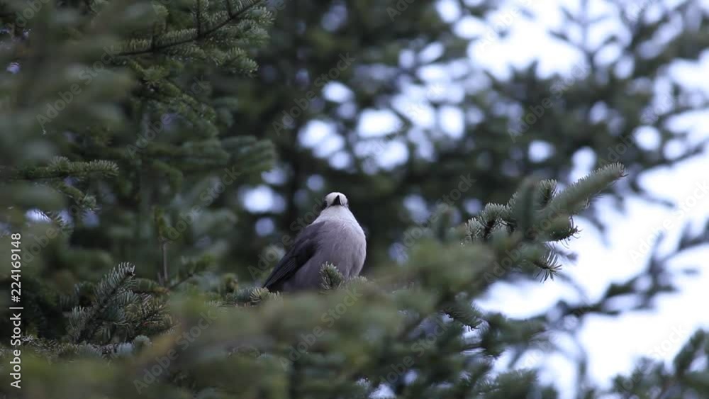 Mésangeai du Canada