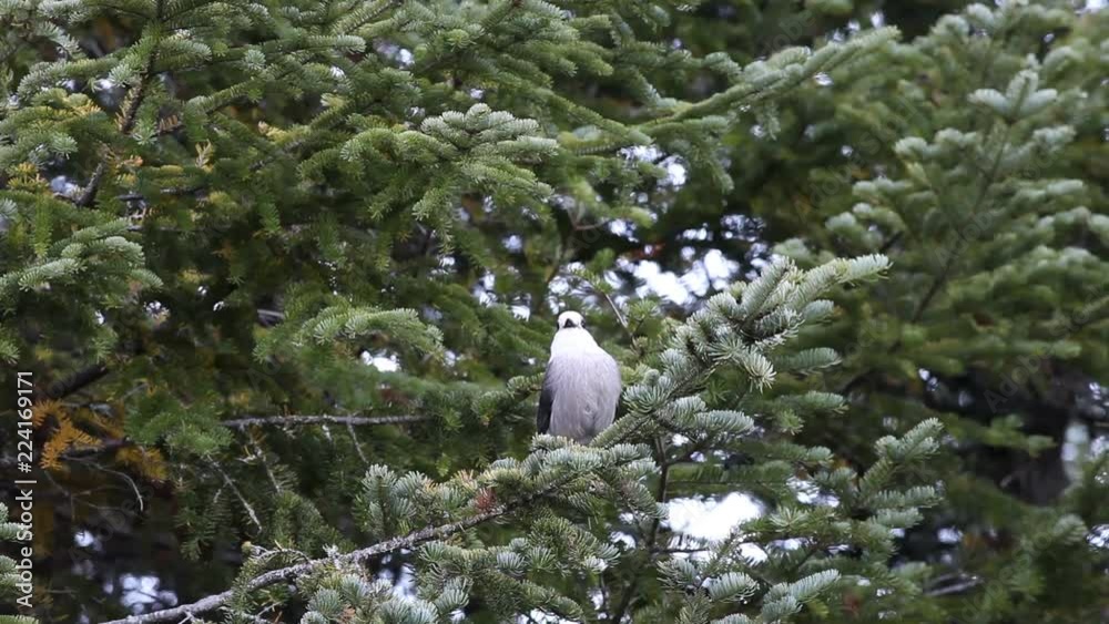 Mésangeai du Canada