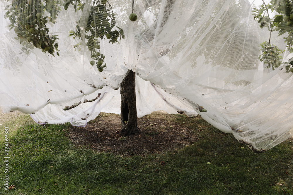 Protective mesh fabric covering apple trees bearing young fruit in summer in a commercial