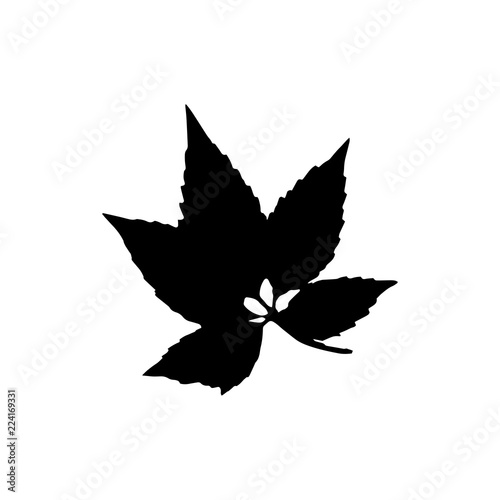 Black maple silhouette with leaf of tree. Single isolated clipart. Prints of leaves on branch. Flora and nature theme for paper cutting scrapbook design