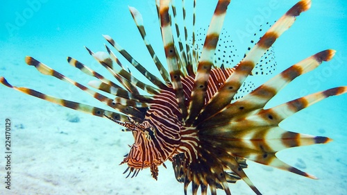 Close-up of a Spotfin Lionfish (Pterois Antennata), Maldives.