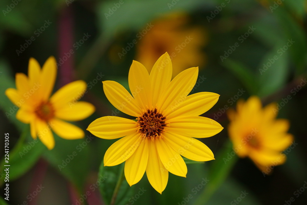 Yellow flowers on dark background Yellow flowers on dark background