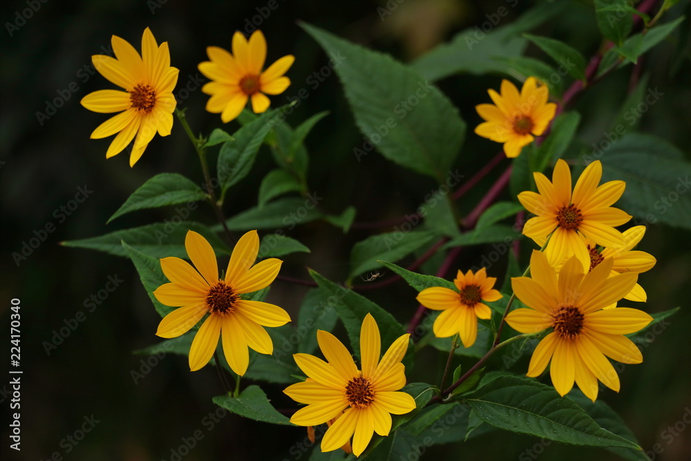 Yellow flowers on dark background Yellow flowers on dark background