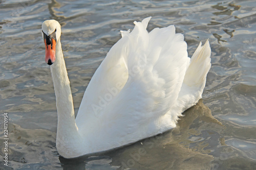 White and black swans swim in the lake in summer or autumn. Beautiful white swans photo