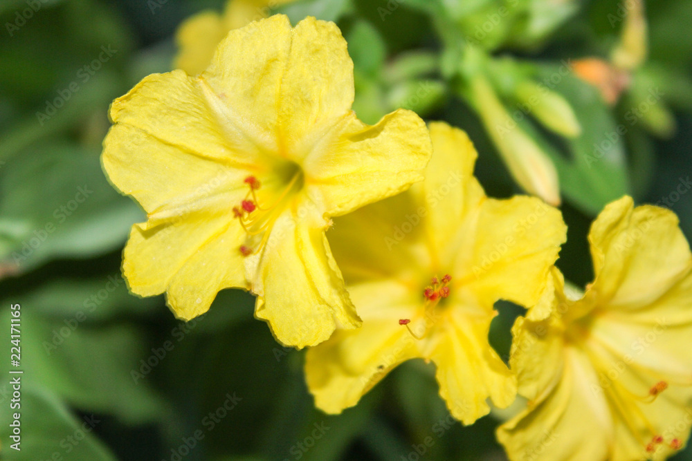 Fototapeta premium Dompedro amarillo