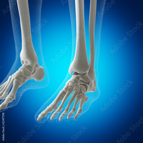 3d rendered medically accurate illustration of the skeletal foot