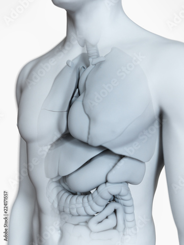 3d rendered medically accurate illustration of the male internal anatomy