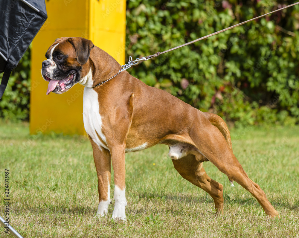 boxer dog