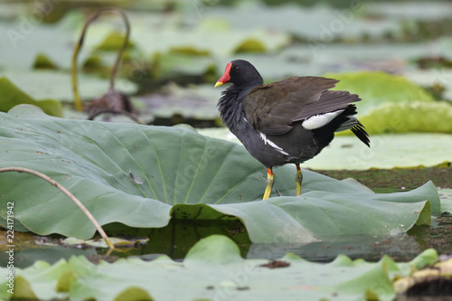 Moorhen china photo