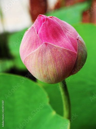 Bud of pink lotus  (Nelumbo nucifera) with green leaves,in the pond.