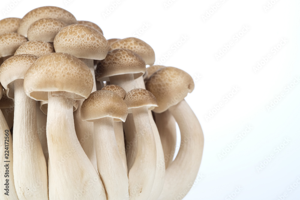 'Mushroom' good food from nature for good health. 'Mushroom' good food from nature for good health.