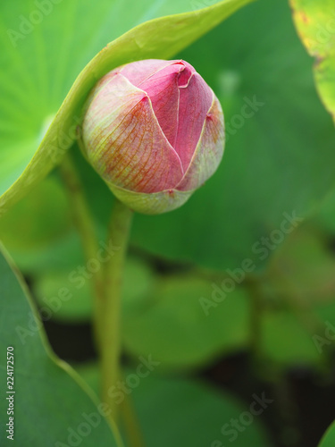 Bud of pink lotus  (Nelumbo nucifera) with green leaves,in the pond.