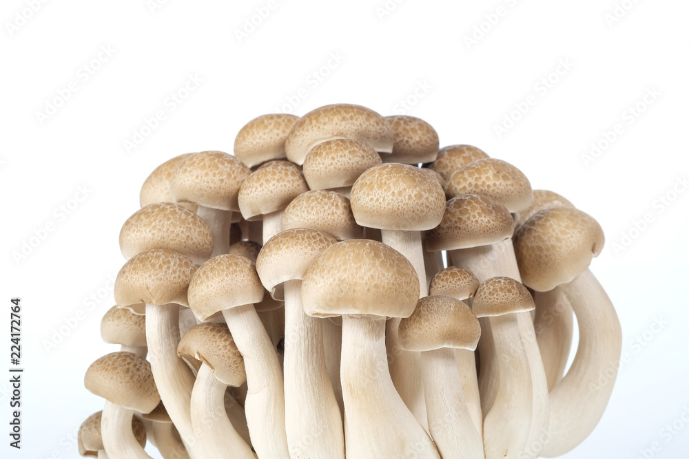'Mushroom' good food from nature for good health. 'Mushroom' good food from nature for good health.
