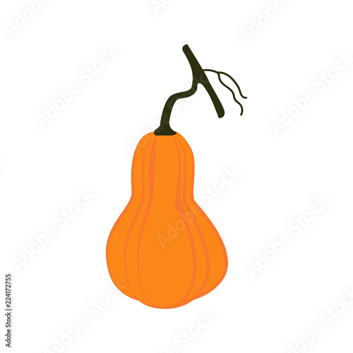 Pumpkin autumn illustration