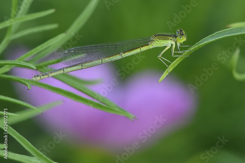 Dragonfly China photo