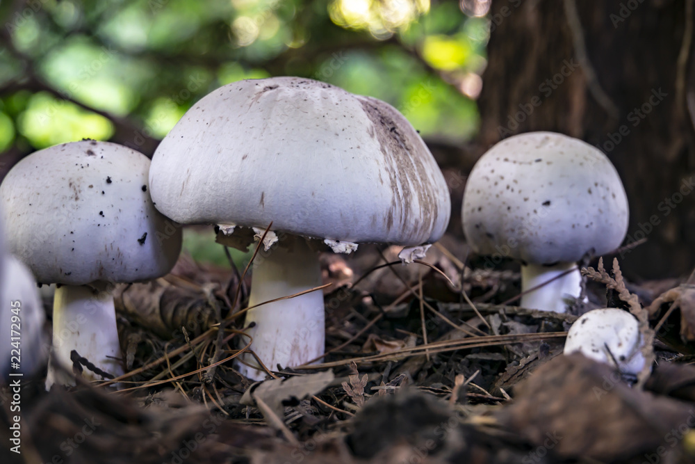 These poisonous mushrooms Agaricus Xanthodermus are like real champignons. Very beautiful. When heat treated they turn yellow for a short time and stink. These poisonous mushrooms Agaricus Xanthodermus are like real champignons. Very beautiful. When heat treated they turn yellow for a short time and stink.