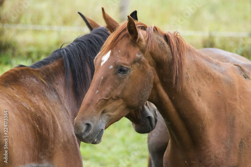 Group of horses in the pasture