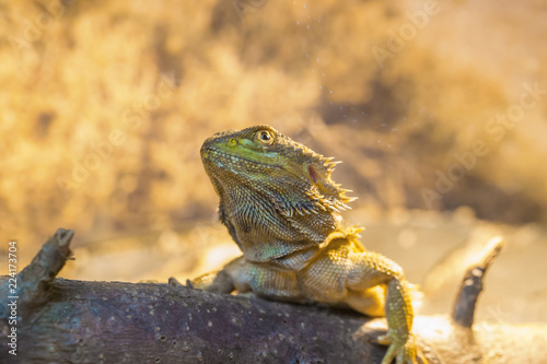 Reptile Iguana lizard © petrrgoskov