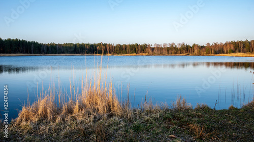 lake shore with grass and trees in spring