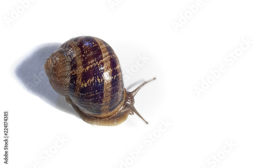 Close-up of a snail on white background